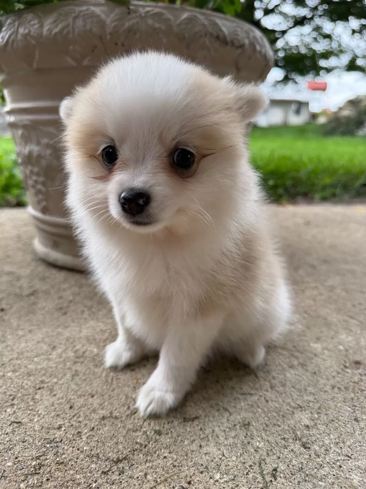 Puppy Name: Rachelle