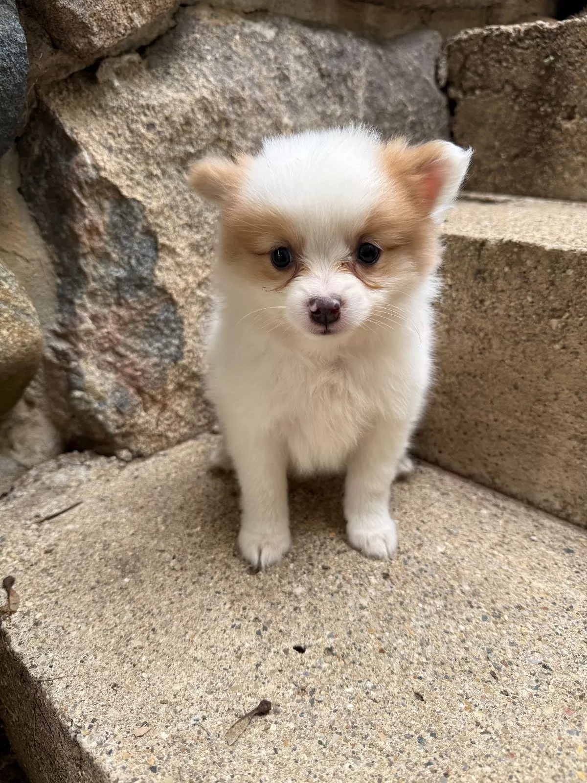Puppy Name: Rudy