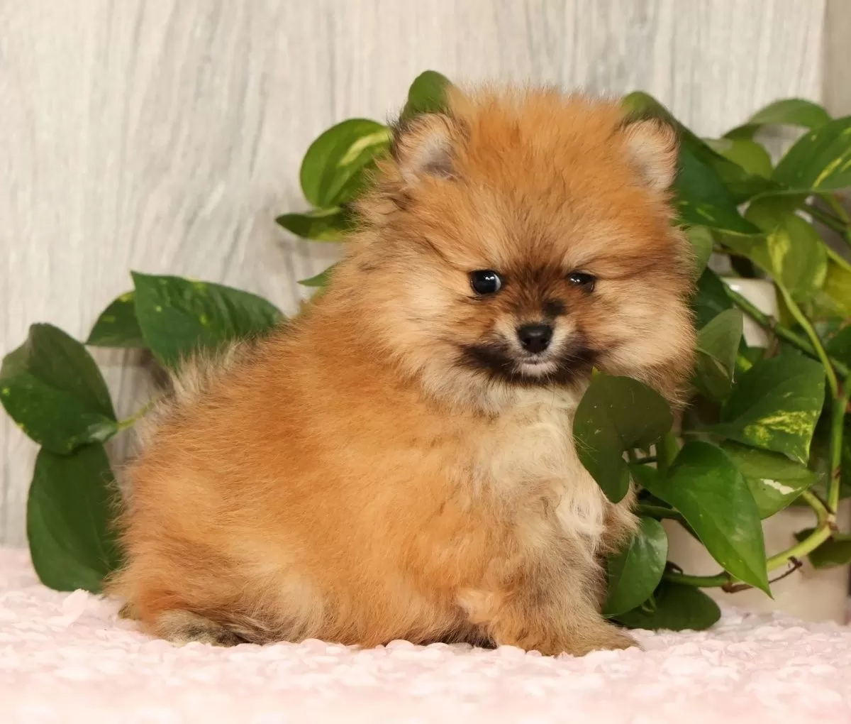 Puppy Name: Cinnamon