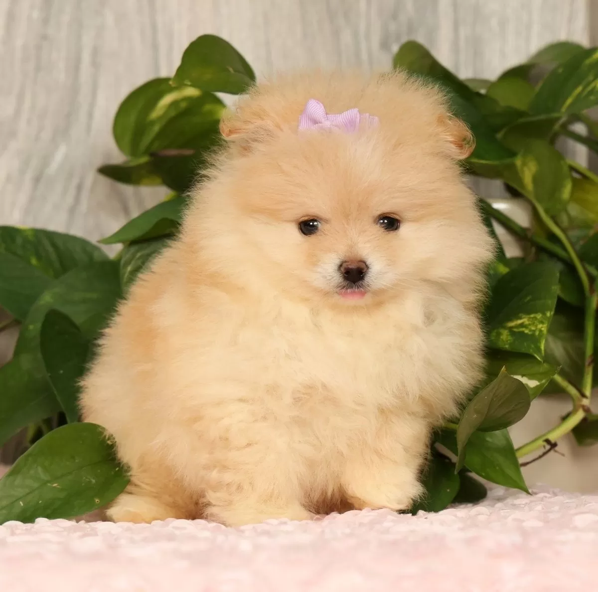 Puppy Name: Cream Puff