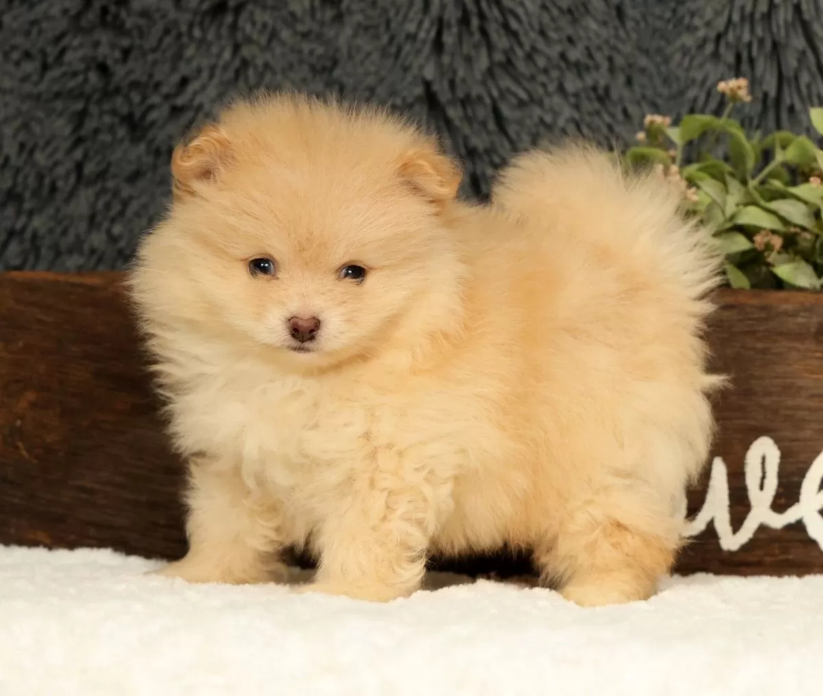 Puppy Name: Cupcake