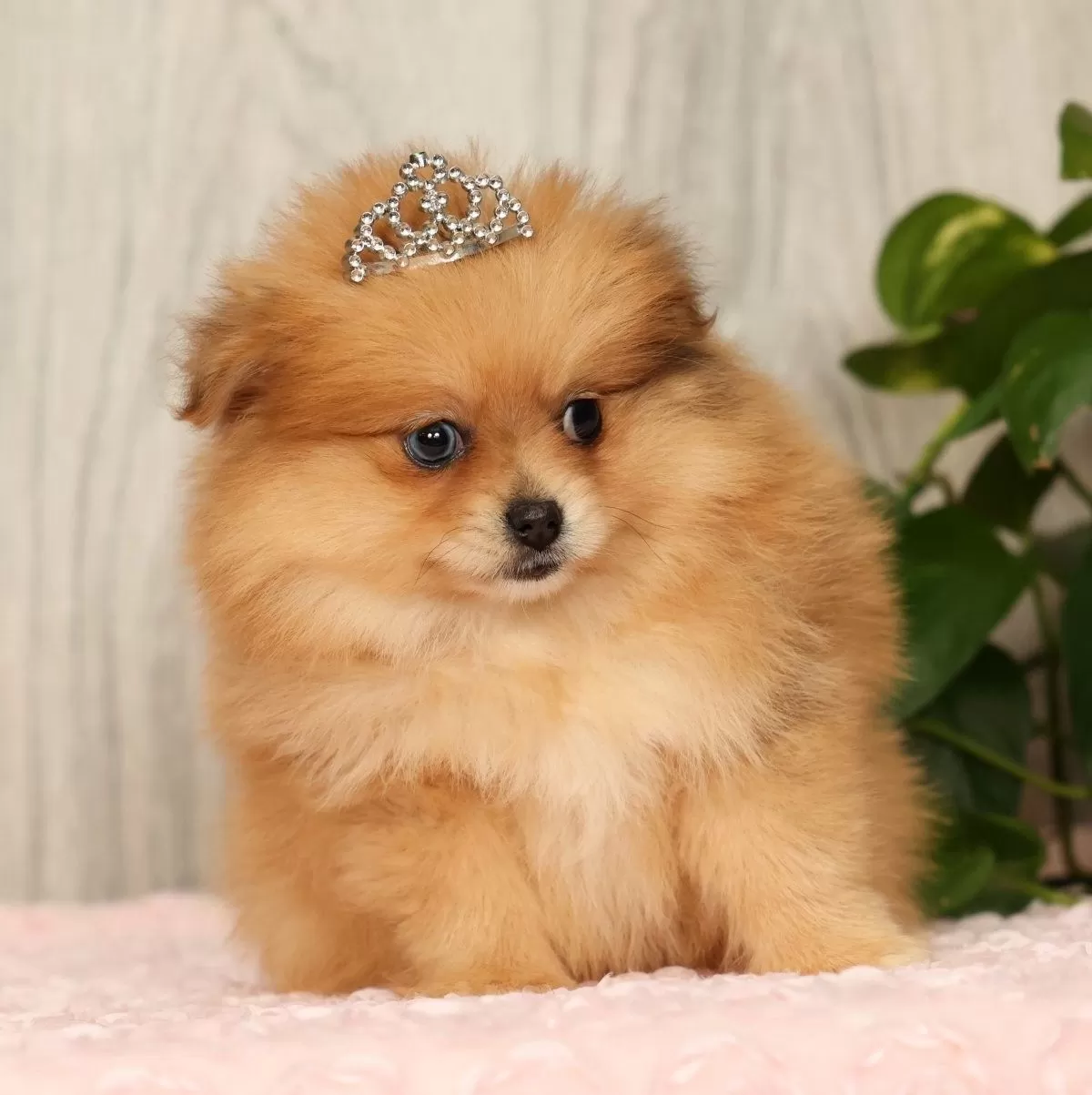 Puppy Name: Chai