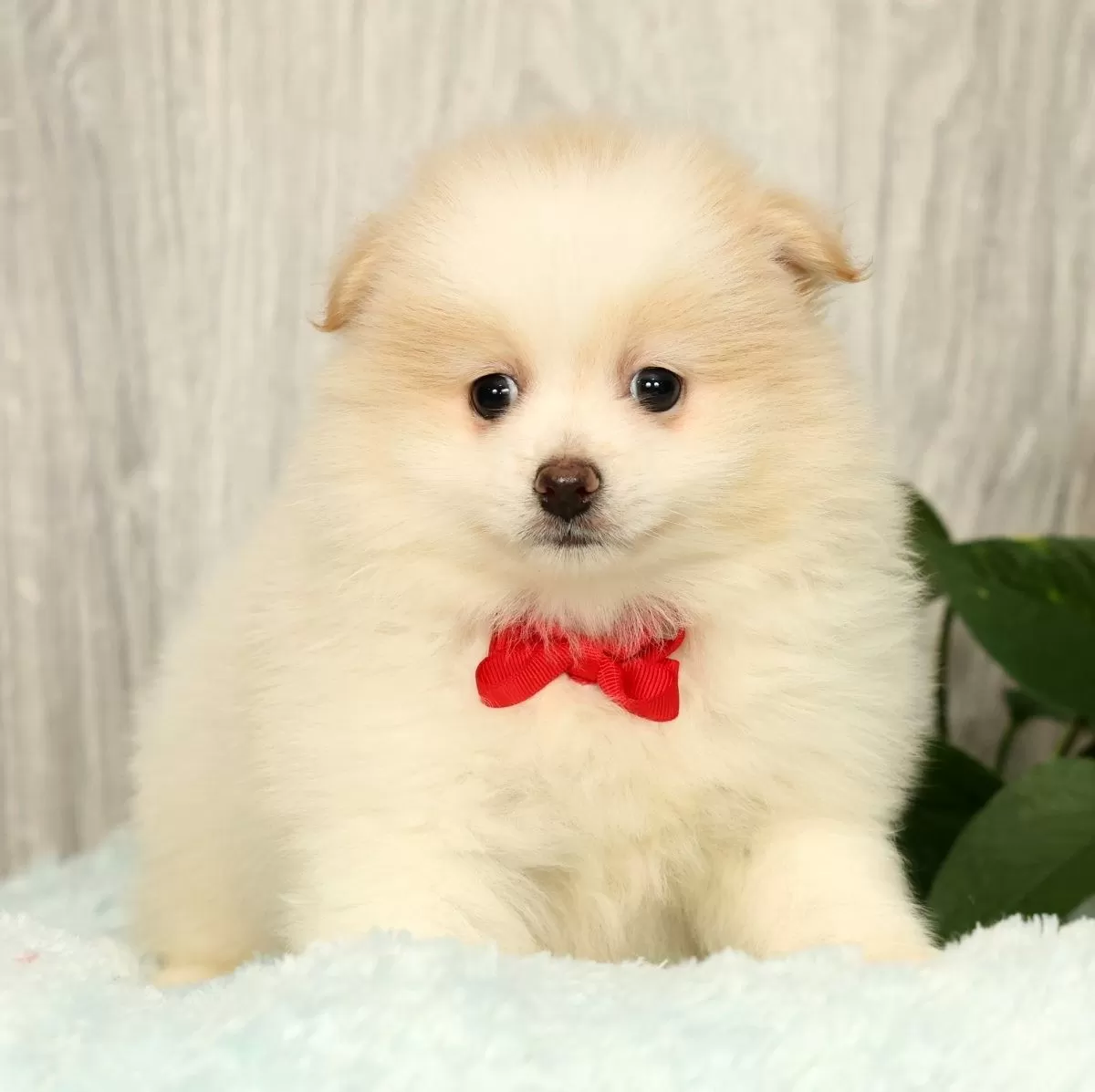 Puppy Name: Chief