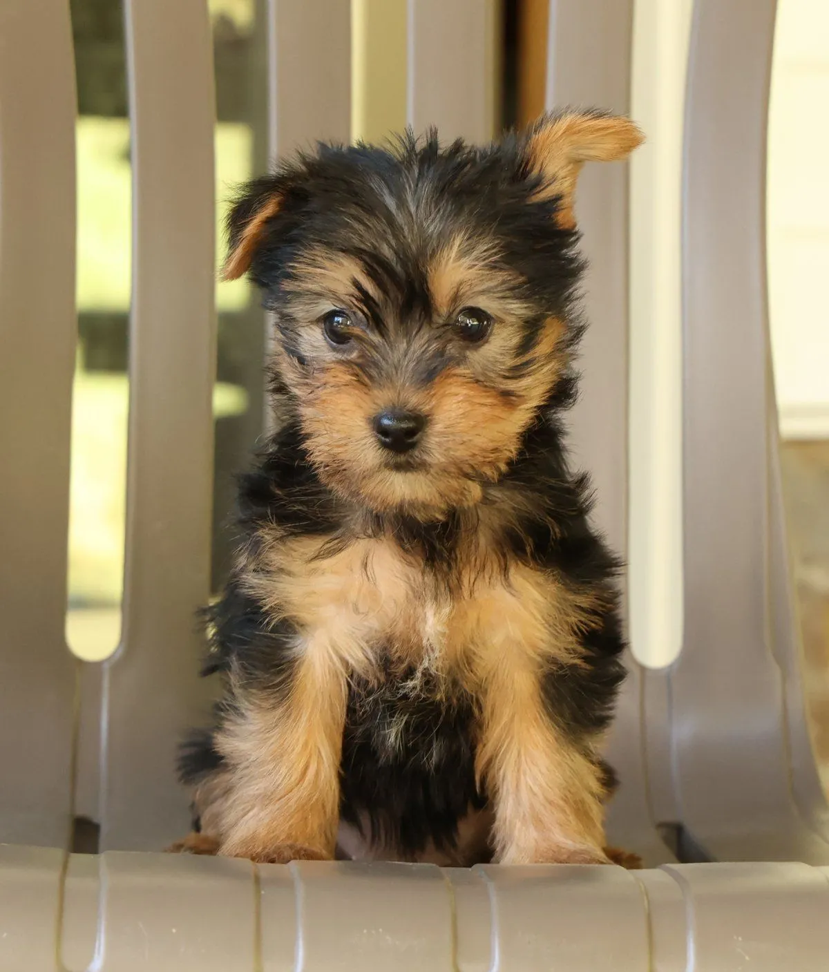 Darcy