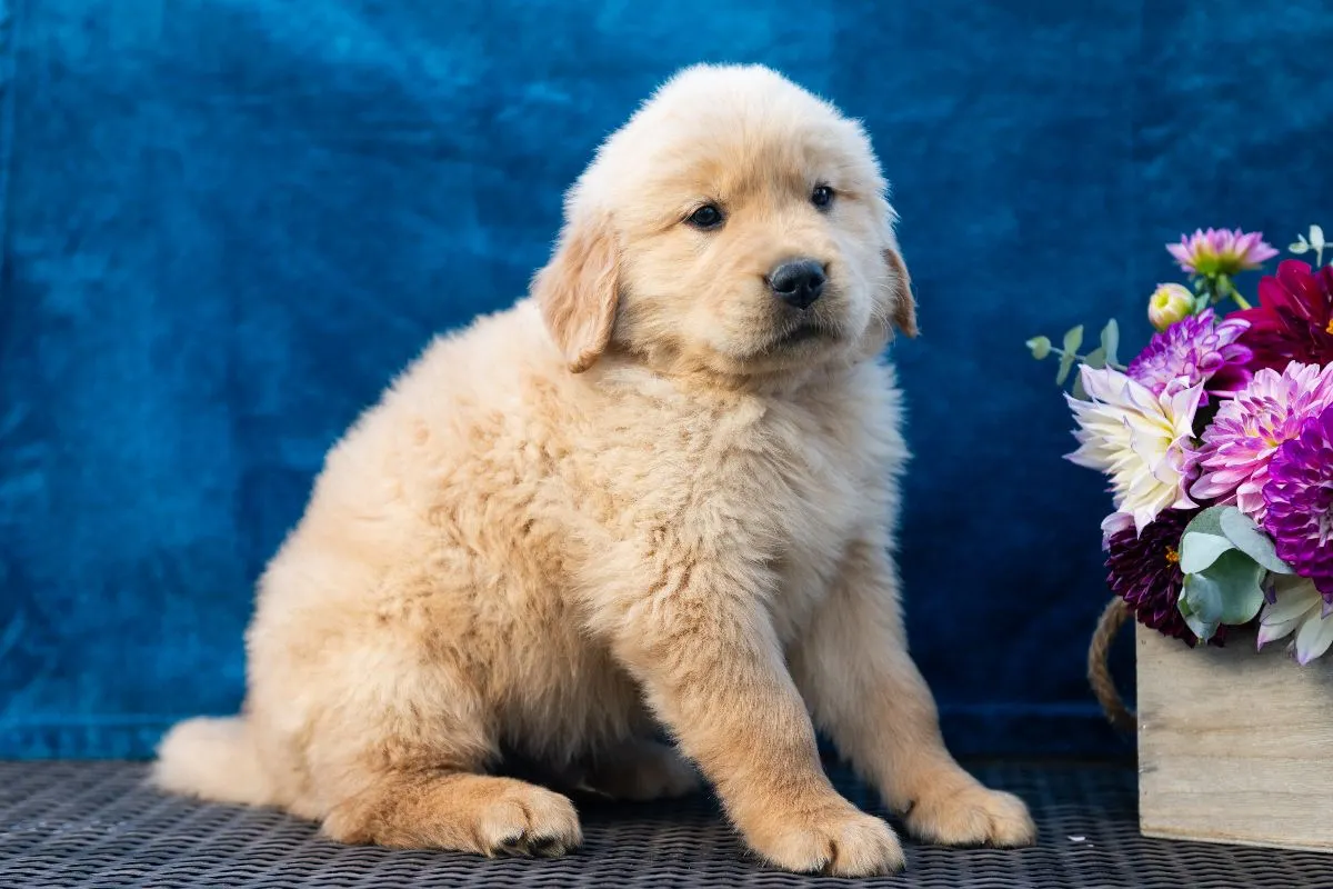 Sawyer