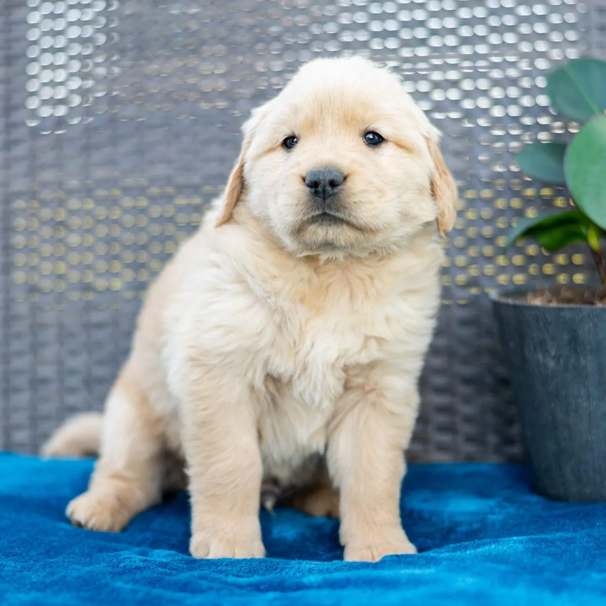 Sawyer