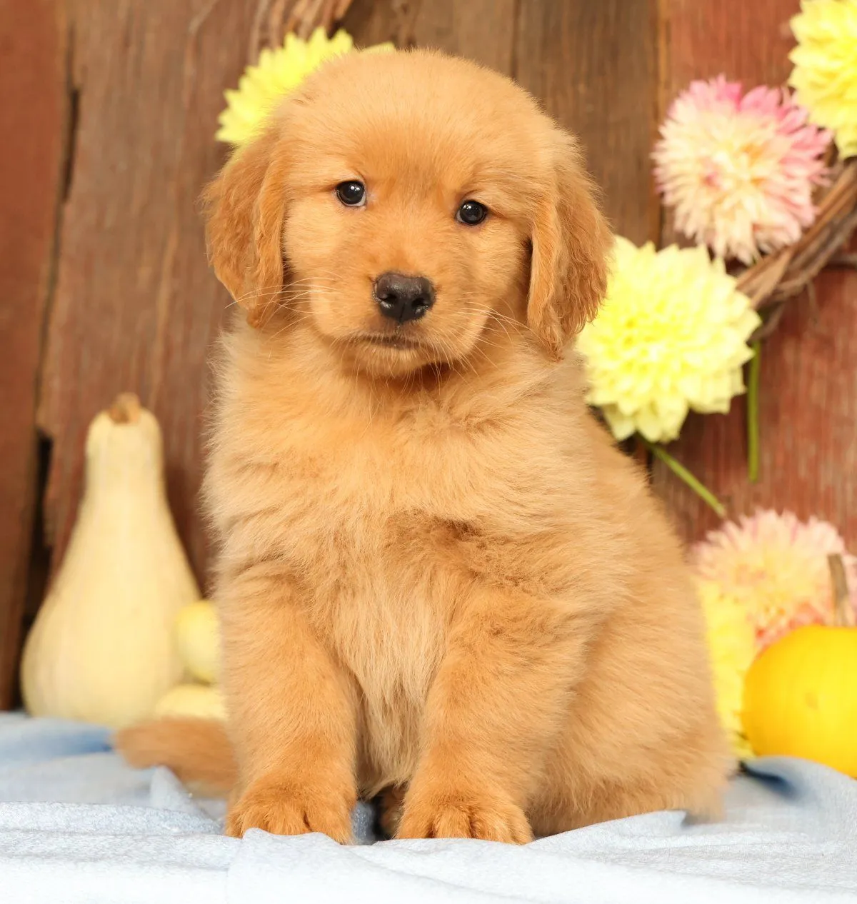 Puppy Name: Harmony