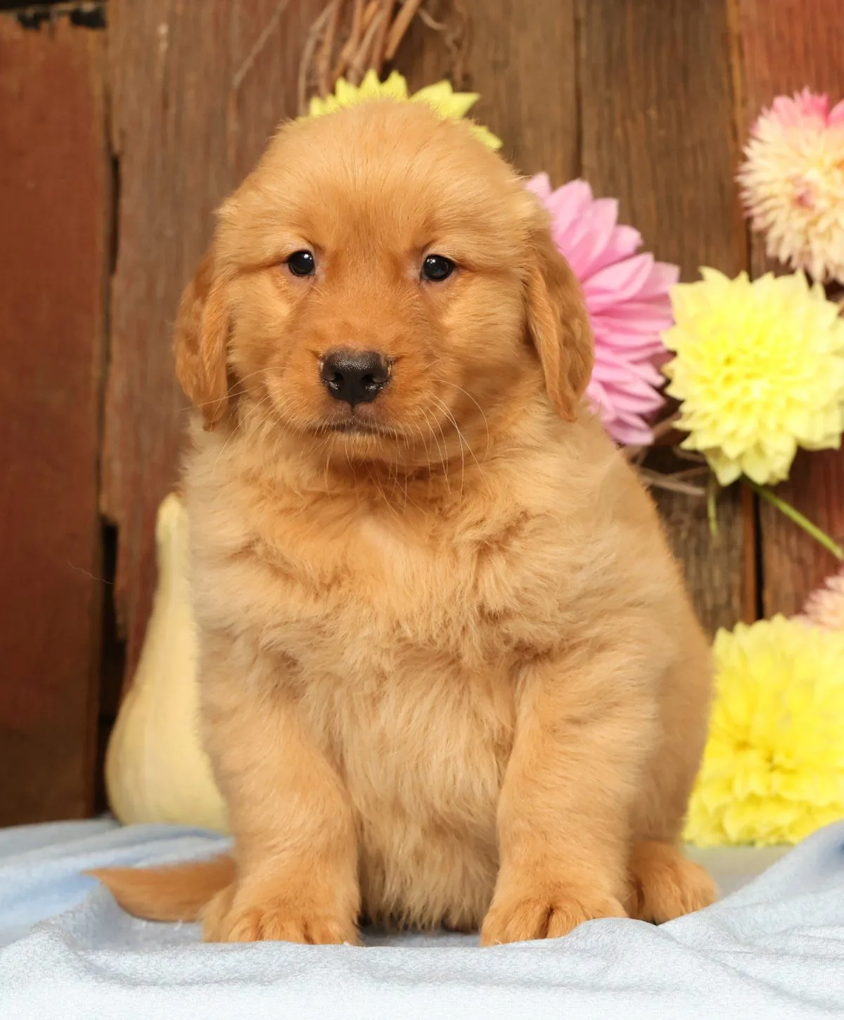 Puppy Name: Heber