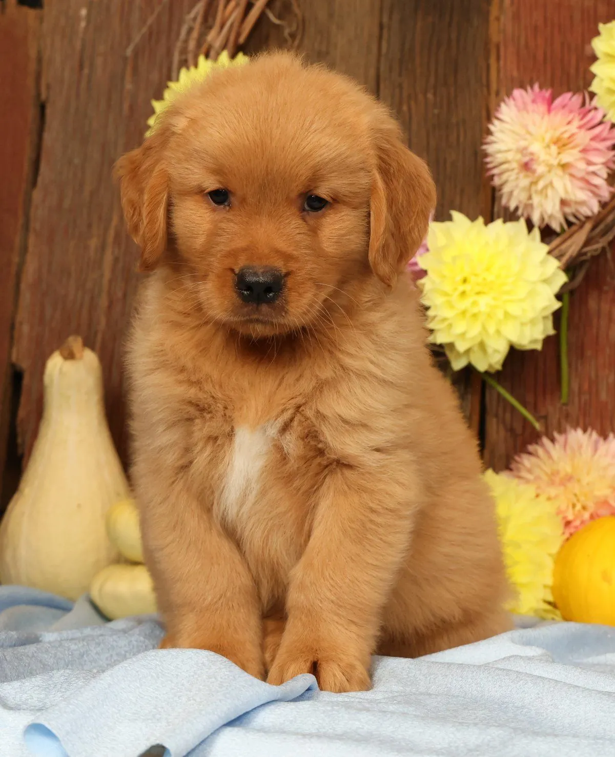 Puppy Name: Hosea