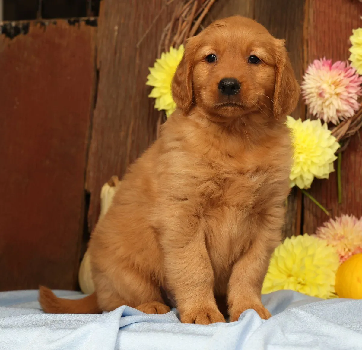 Puppy Name: Hunter