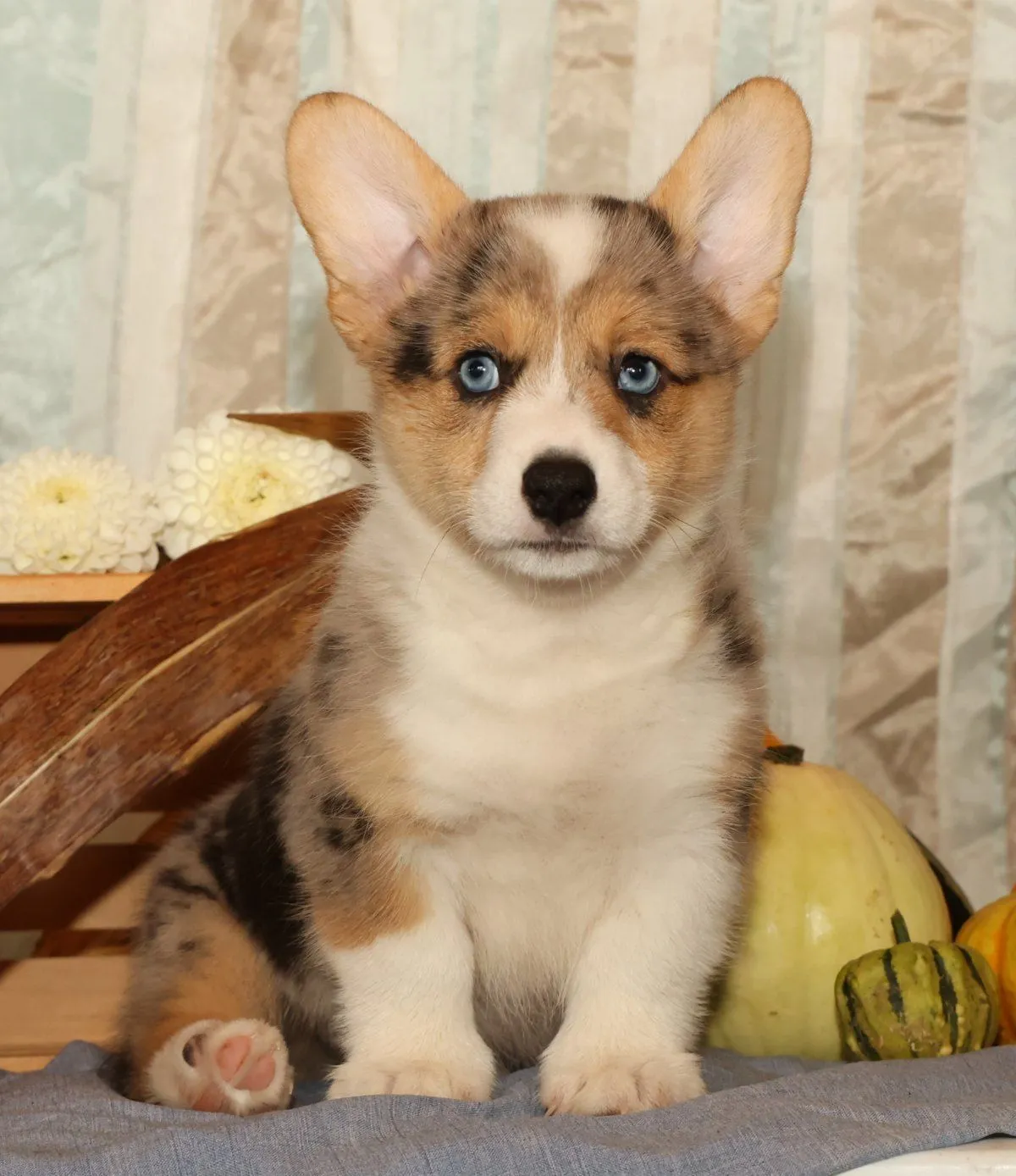 Puppy Name: Ollie