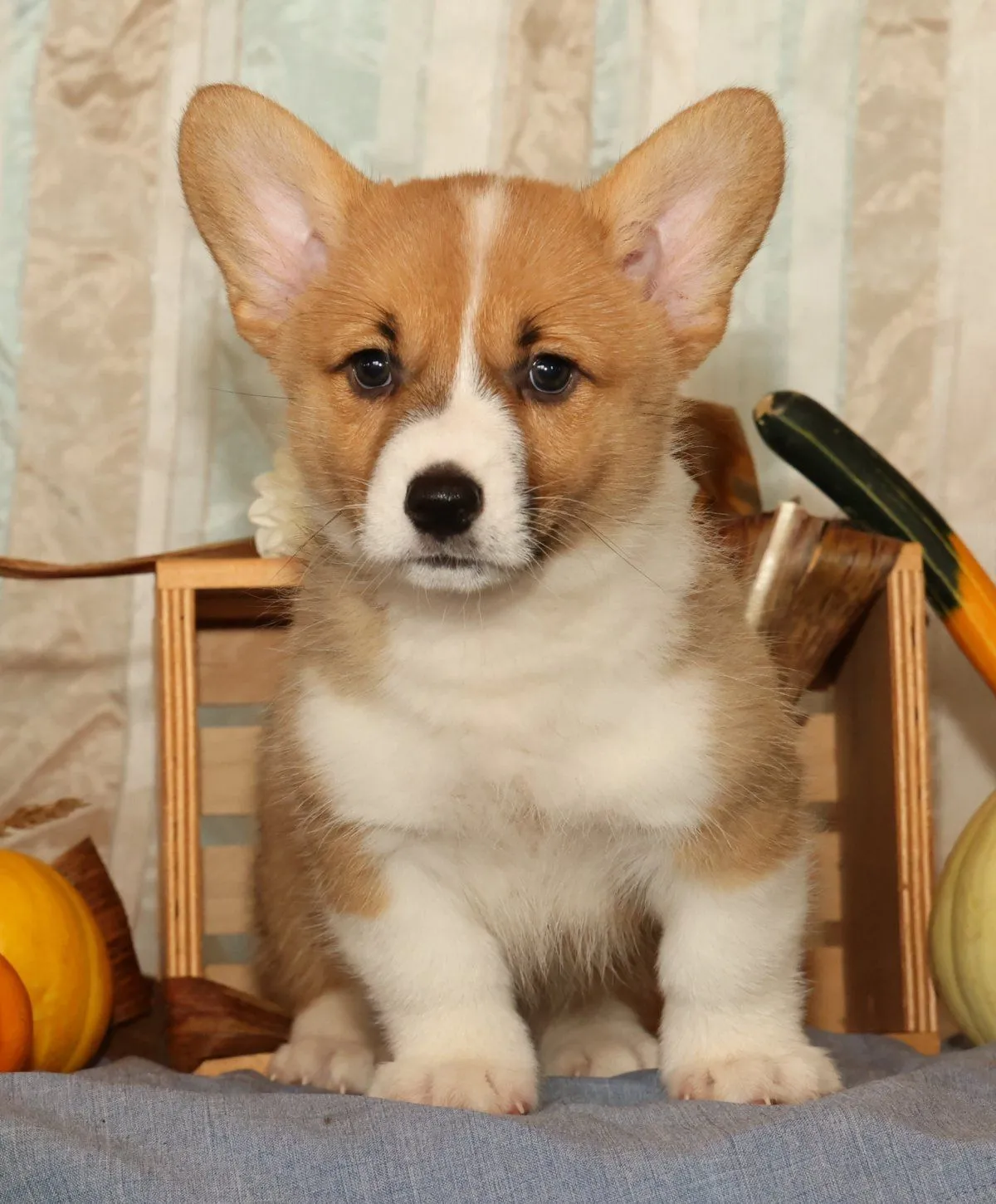 Puppy Name: Oscar