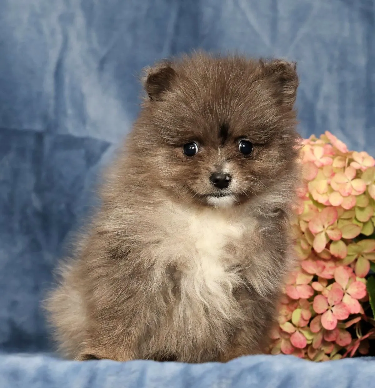 Puppy Name: Levi