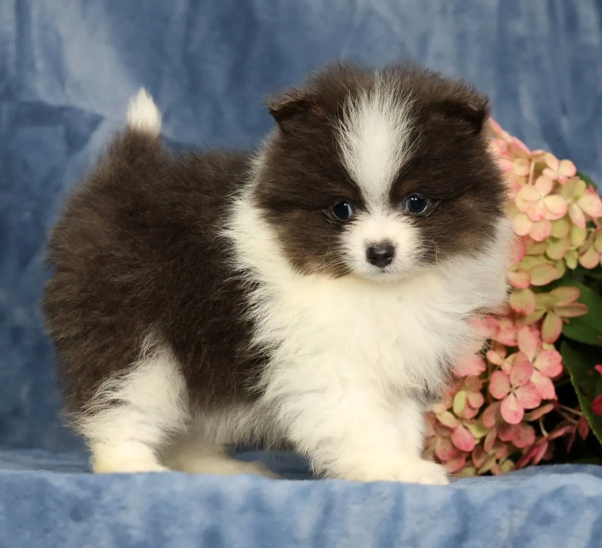 Puppy Name: Lucas Blue and White
