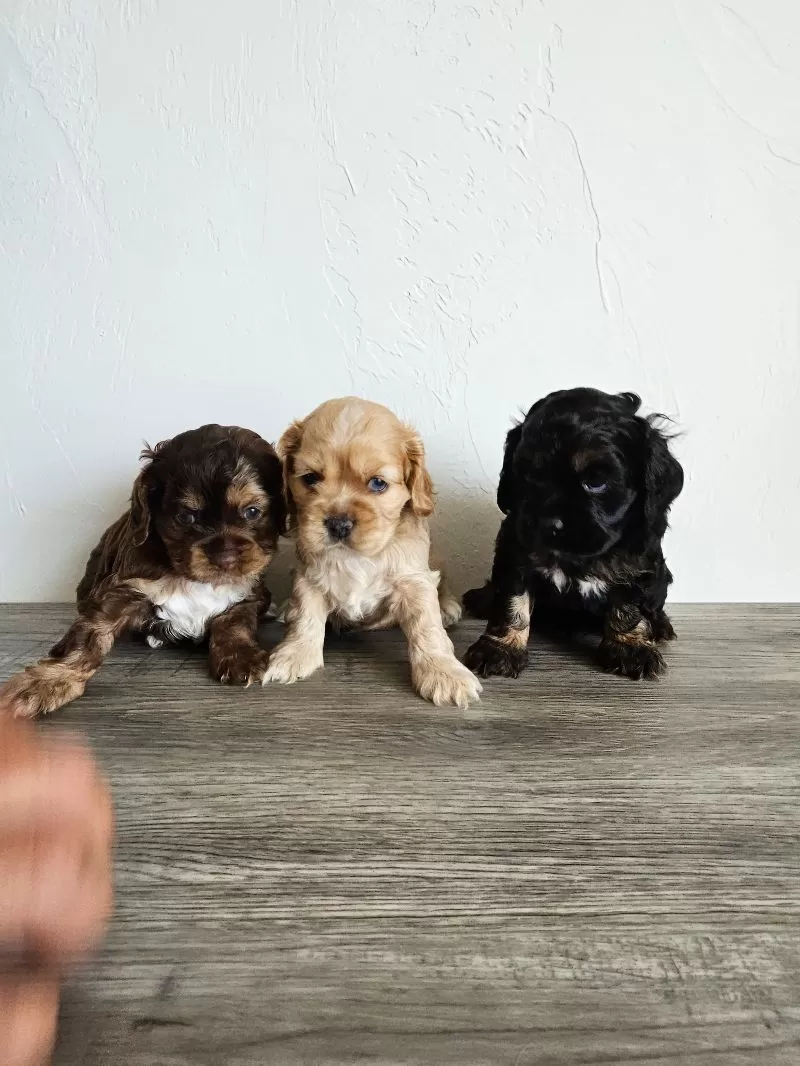 Cocker Spaniels coming soon