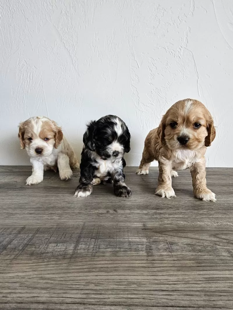 Cocker Spaniels coming soon