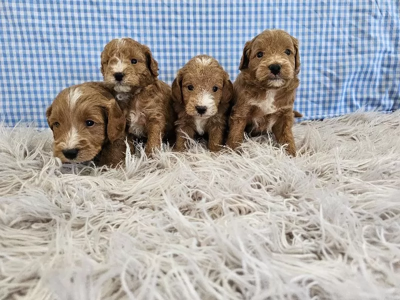 Mini F1B Goldendoodles coming soon