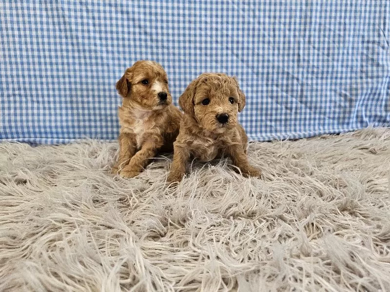 Mini F1B Goldendoodles coming soon