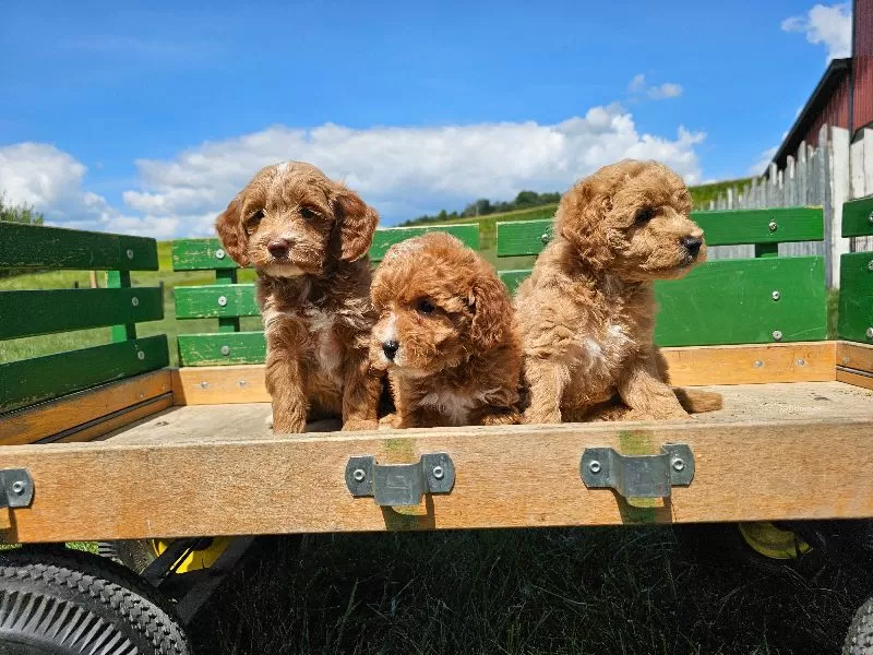 Mini F1B Goldendoodles coming soon