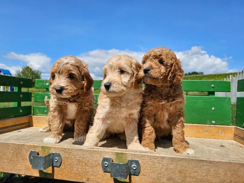 Mini F1B Goldendoodles coming soon