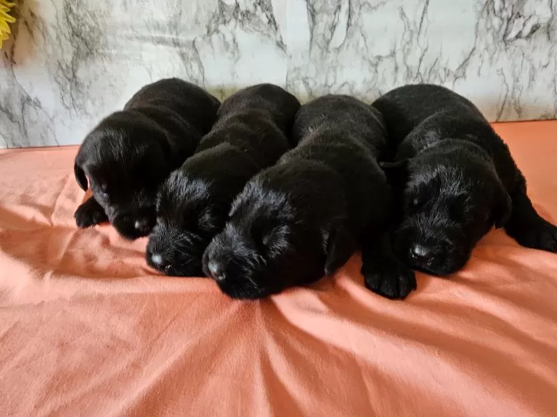 Giant Schnauzers coming soon