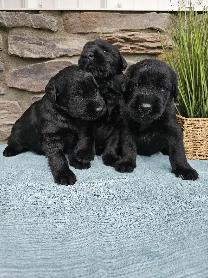 Giant Schnauzers coming soon