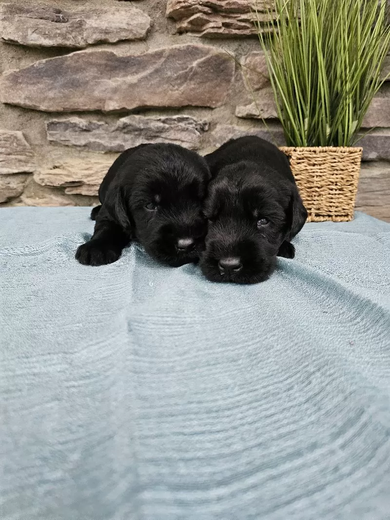 Giant Schnauzers coming soon