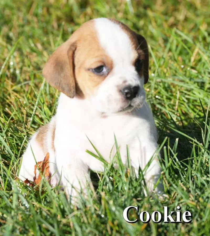 Cookie