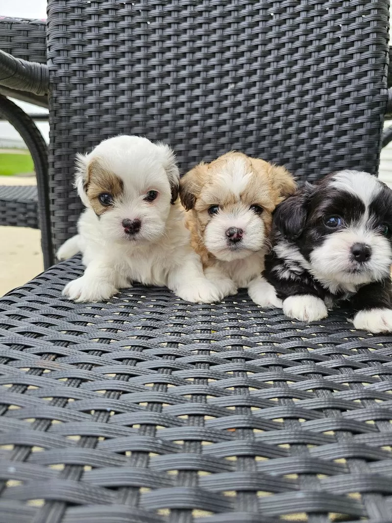 Teddy Bear puppies coming soon