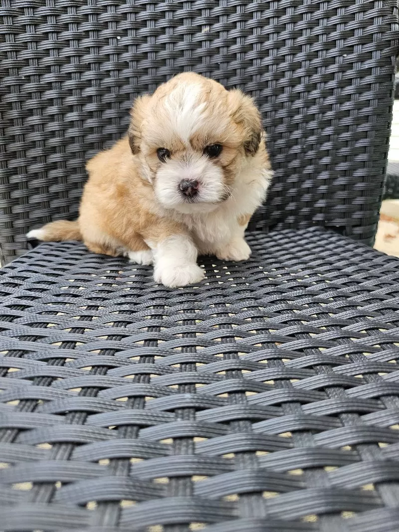 Teddy Bear puppies coming soon