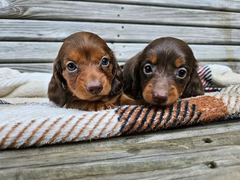 Mini Dachshund coming soon