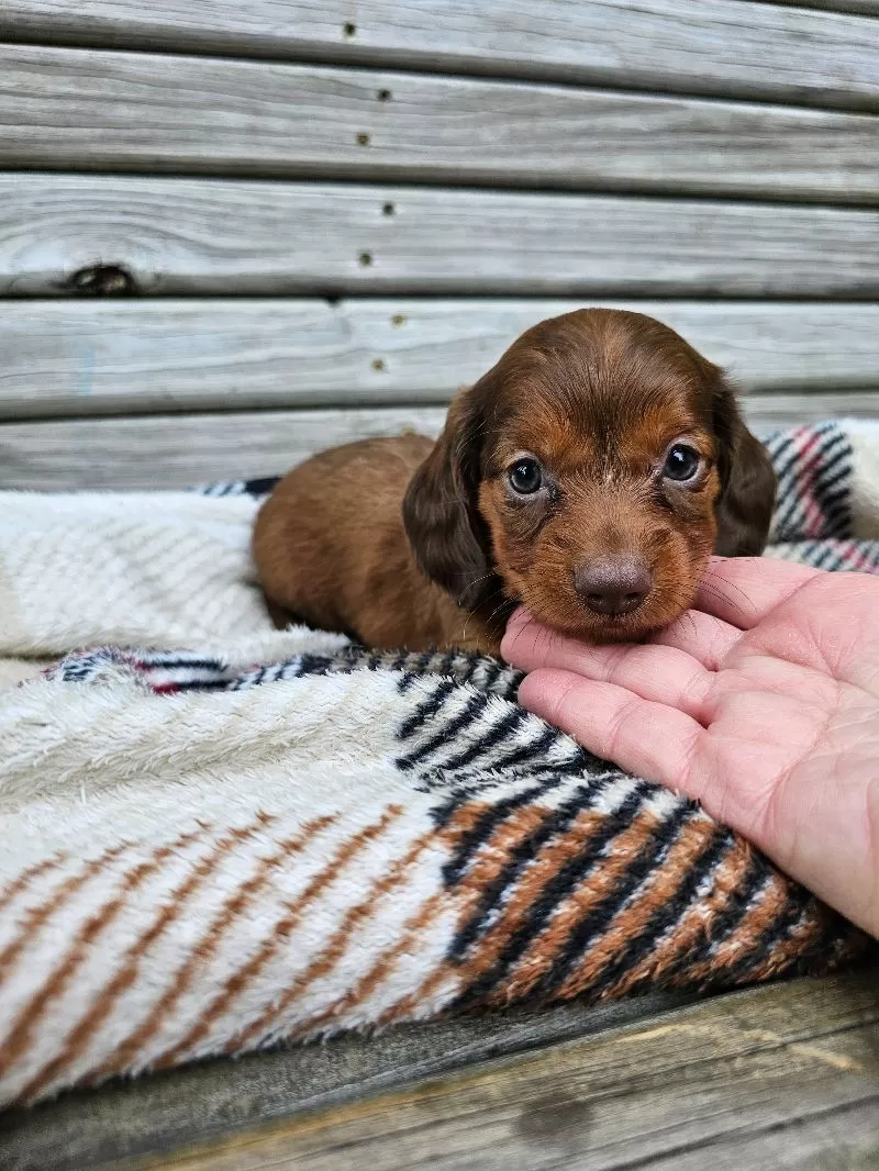 Mini Dachshund coming soon