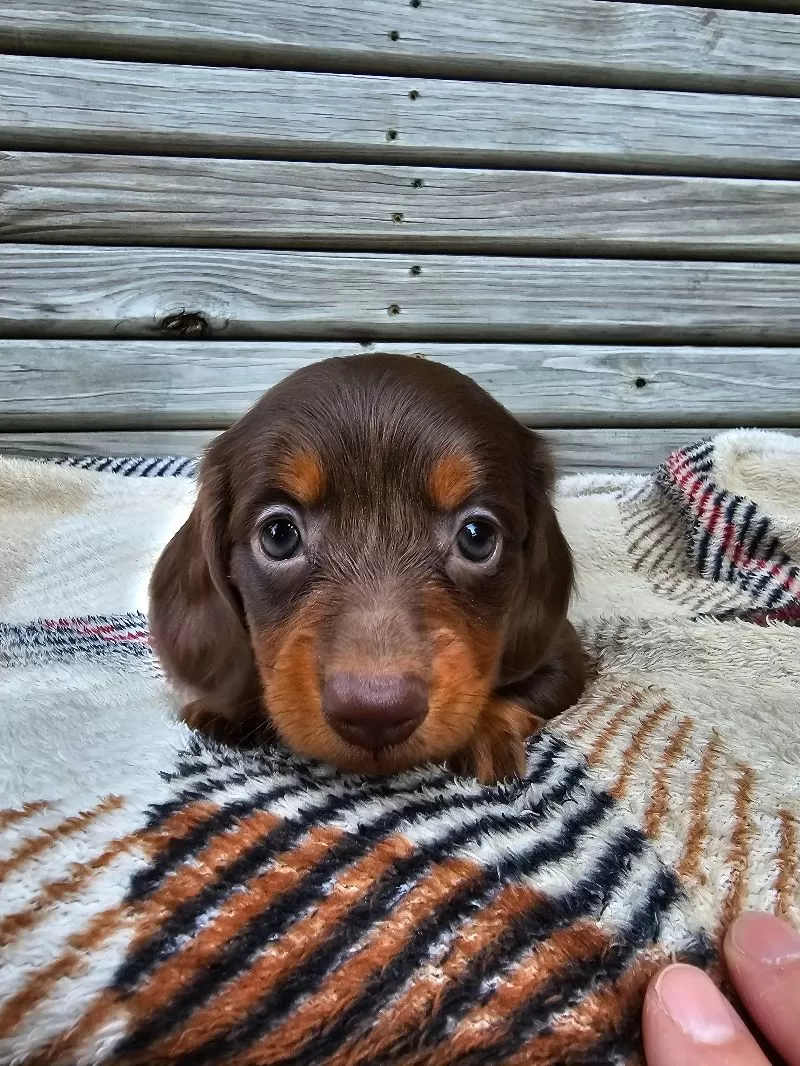 Mini Dachshund coming soon