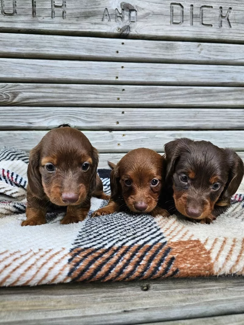 Mini Dachshund coming soon