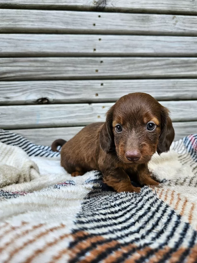 Mini Dachshund coming soon