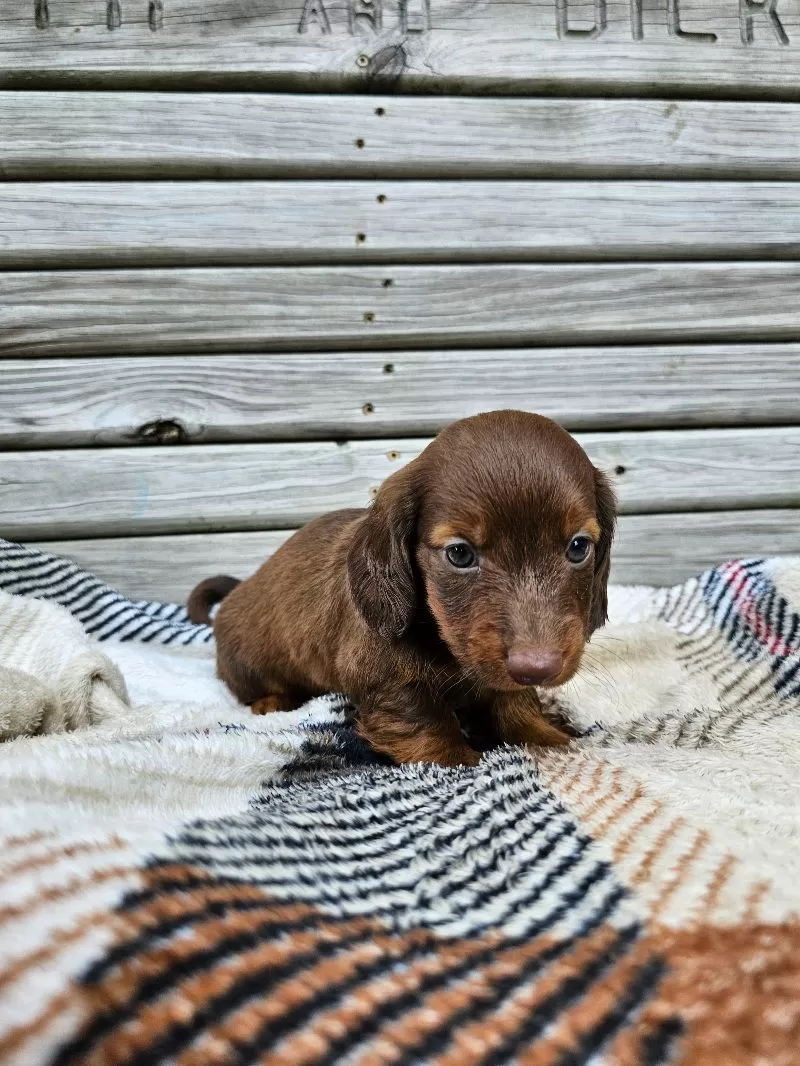 Mini Dachshund coming soon