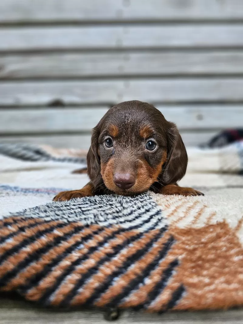 Mini Dachshund coming soon