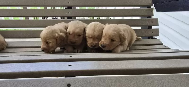 Golden Retrievers coming soon