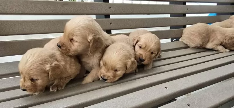 Golden Retrievers coming soon