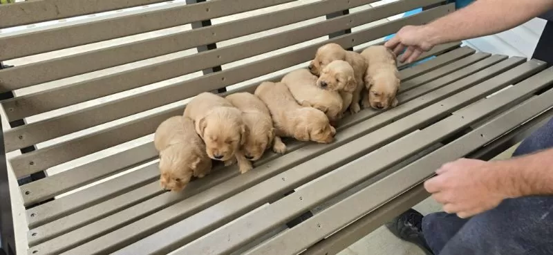 Golden Retrievers coming soon