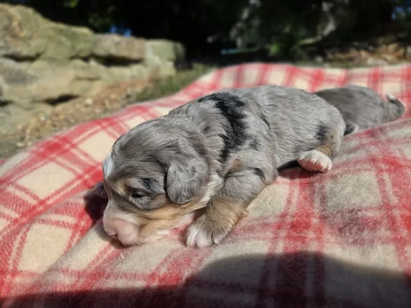 Mini Bernedoodle coming soon