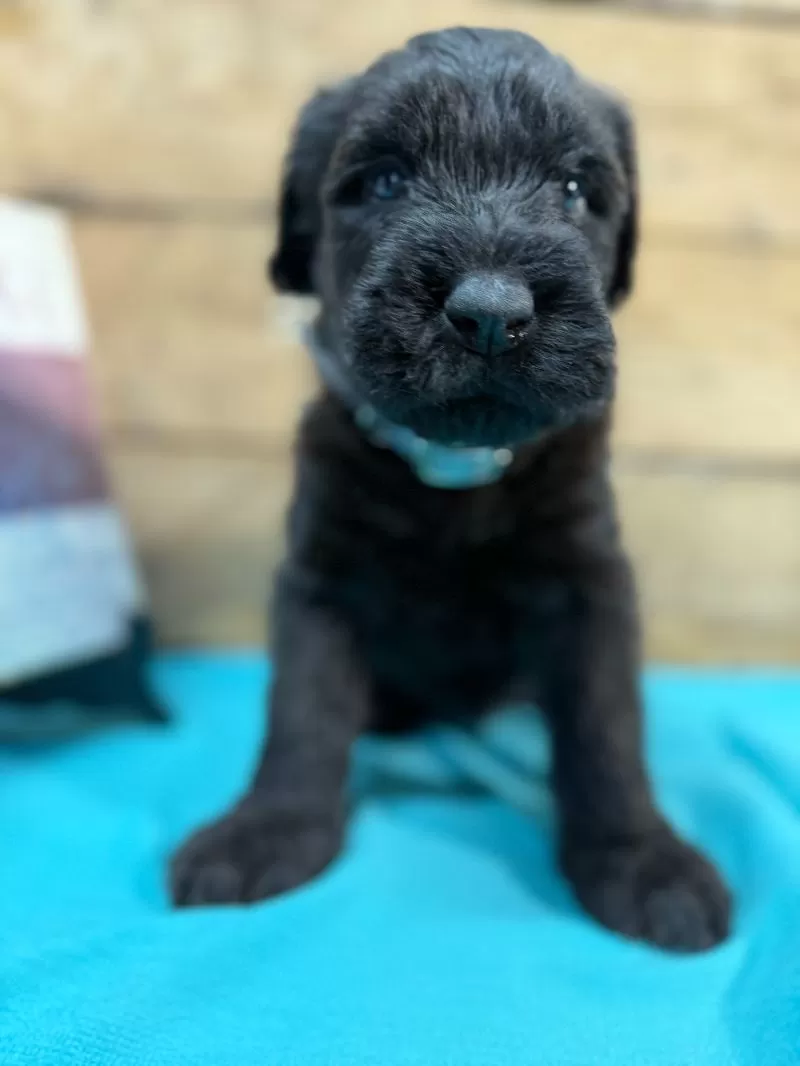 Tipper