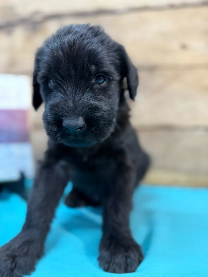 Tina