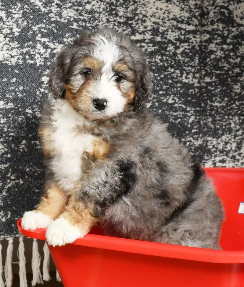 Zeke