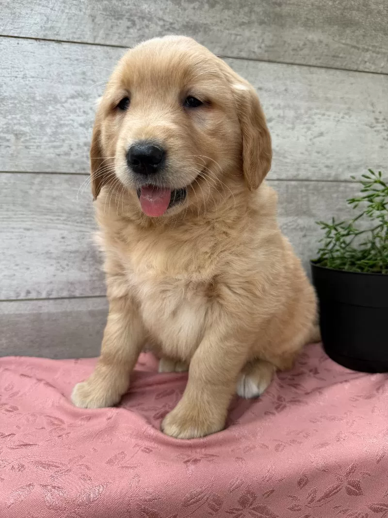 Samantha