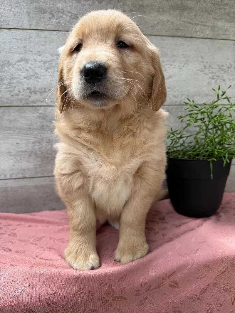 Samantha