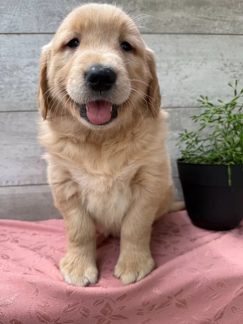 Samantha