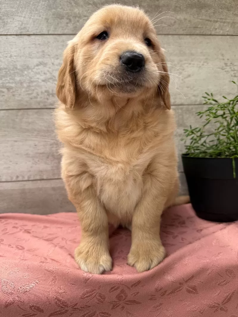 Samantha