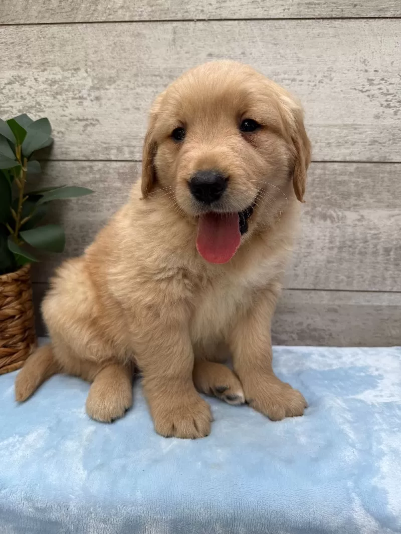 Sawyer