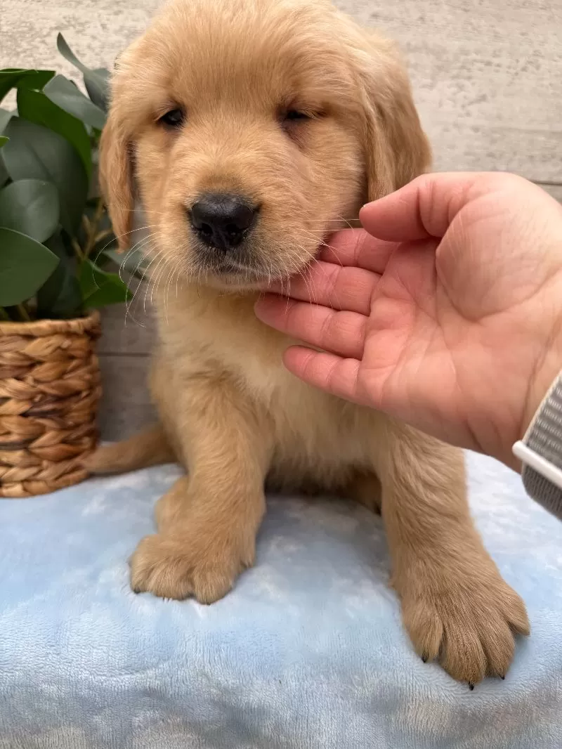 Sawyer